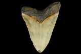 Fossil Megalodon Tooth - North Carolina #124666-2